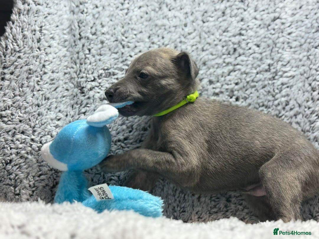 Whippet dogs for sale: KC Registered Whippet Puppies Scotland - Image 5