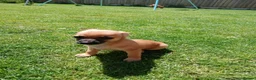 Mixed Breed dogs for sale: Beautiful Chipin puppies (Chihuahua x Pinscher) in Wisbech - Advert 8