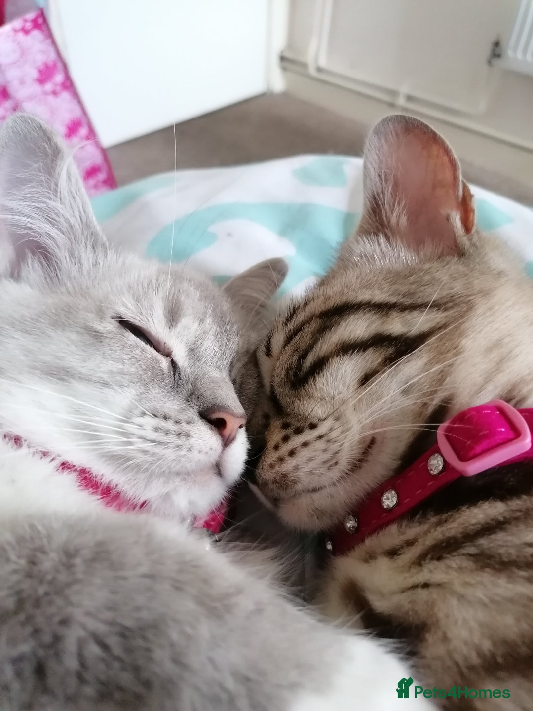 Bengal cats for sale: Stunning snow bengals - Image 5