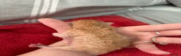 Persian cats for sale: Persian Kittens – 1 Male & 4 Females - Advert 3