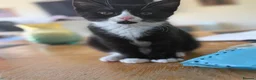 Domestic Shorthair cats for sale: Two little black and white girls - Advert 6