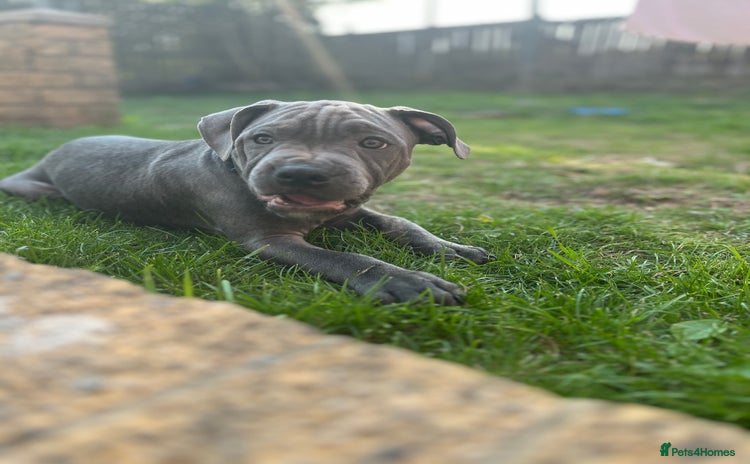 Staffordshire Bull Terrier dogs - Advert 1