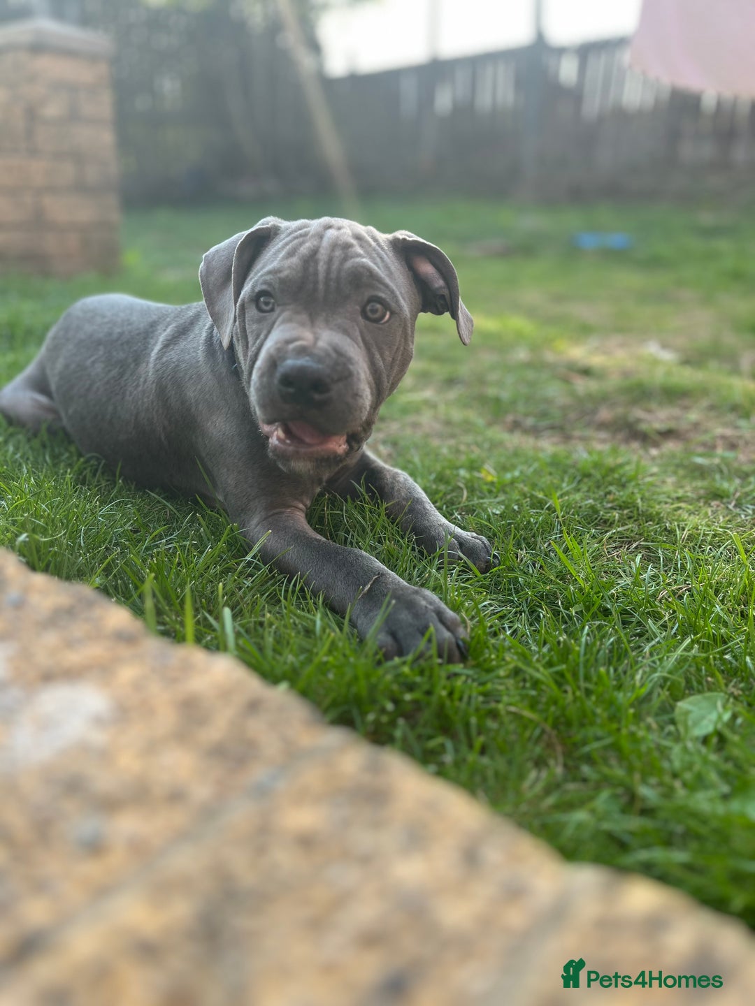 Staffordshire Bull Terrier dogs for sale: 15 WEEK KC REG BLUE STAFFORDSHIRE BULL TERRIER - Image 2