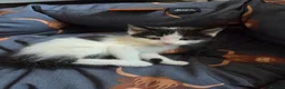 Mixed Breed cats for sale: 2 male kittens - Advert 3
