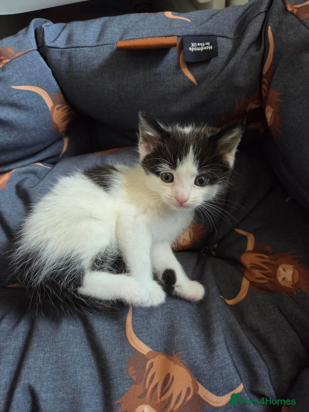 Mixed Breed cats for sale: 2 male kittens - Advert 3