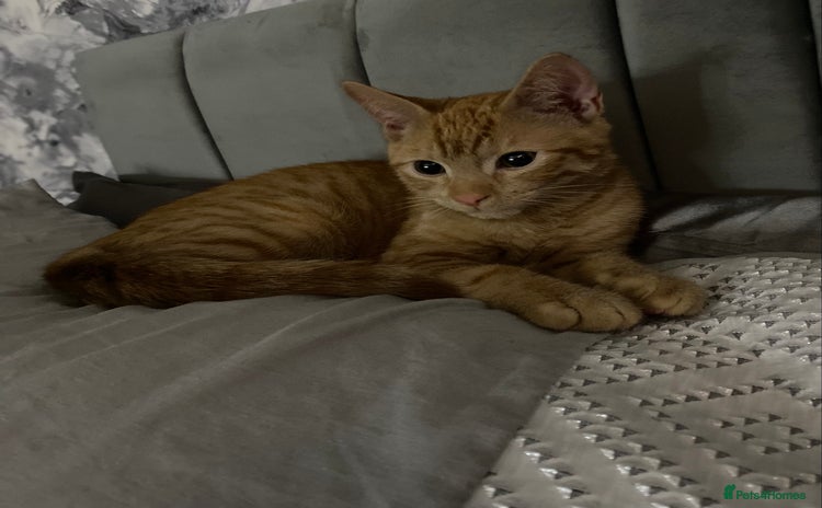 Domestic Shorthair cats - Advert 10