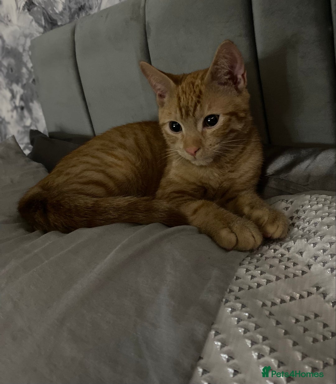 Domestic Shorthair cats for sale: 19 week old kitten looking for forever home  - Image 1