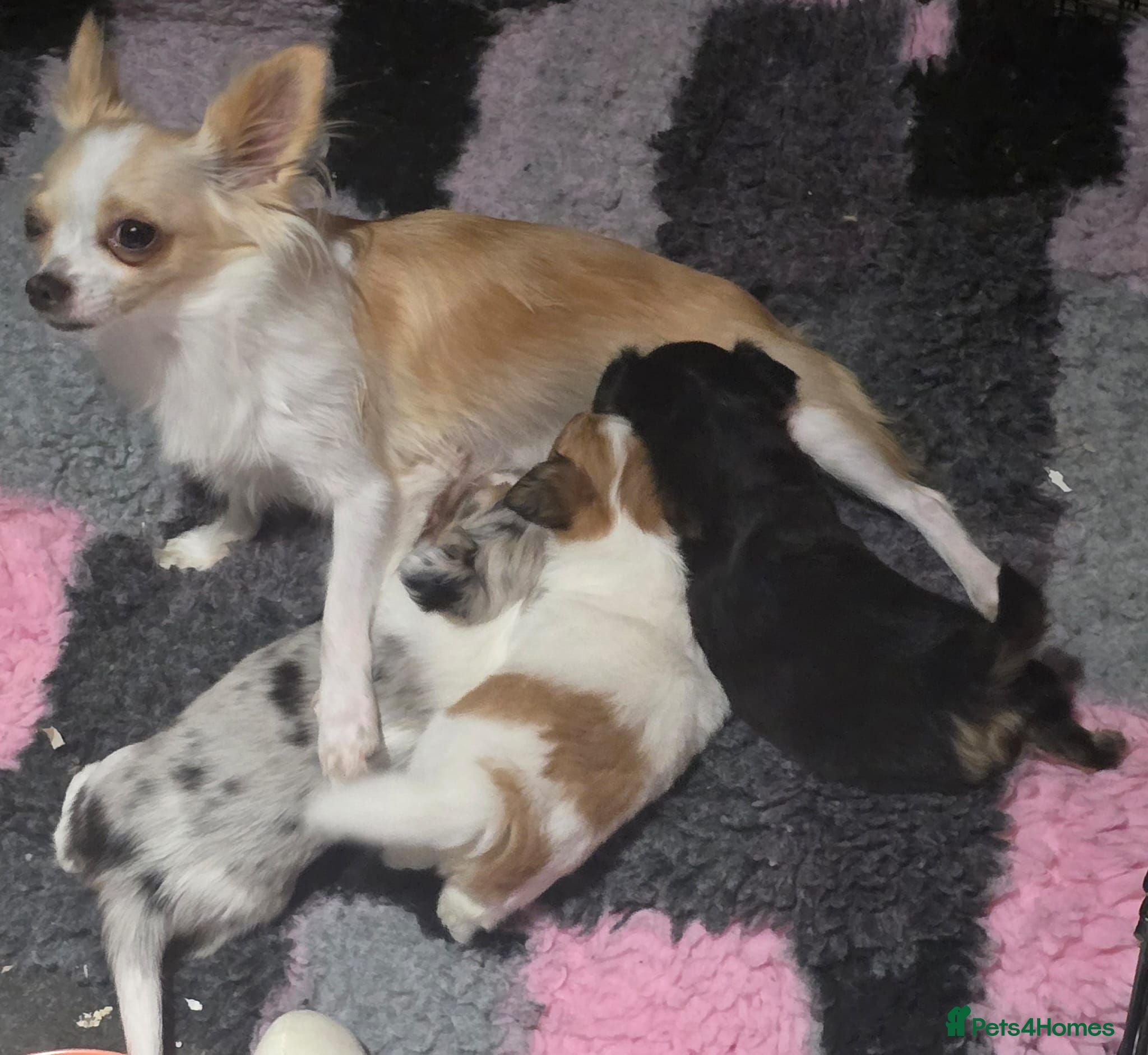 Chihuahua dogs Stunning long haired chihuahua puppies - Advert 1