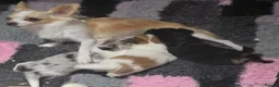 Chihuahua dogs for sale: Stunning long haired chihuahua puppies - Advert 1