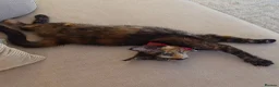 Mixed Breed cats for sale: tortoiseshell kitten - Advert 2