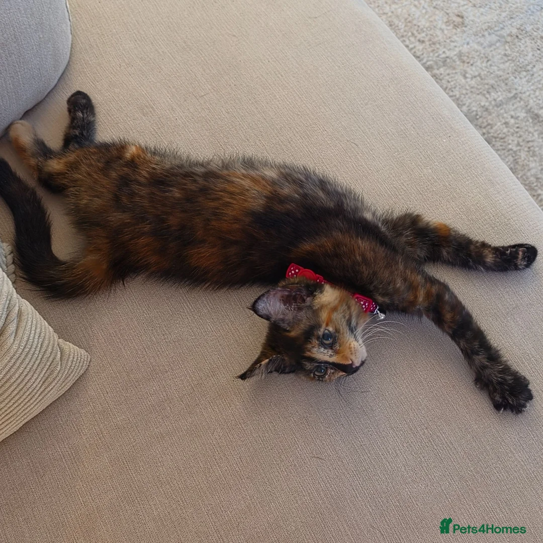 Mixed Breed cats for sale: tortoiseshell kitten - Advert 2