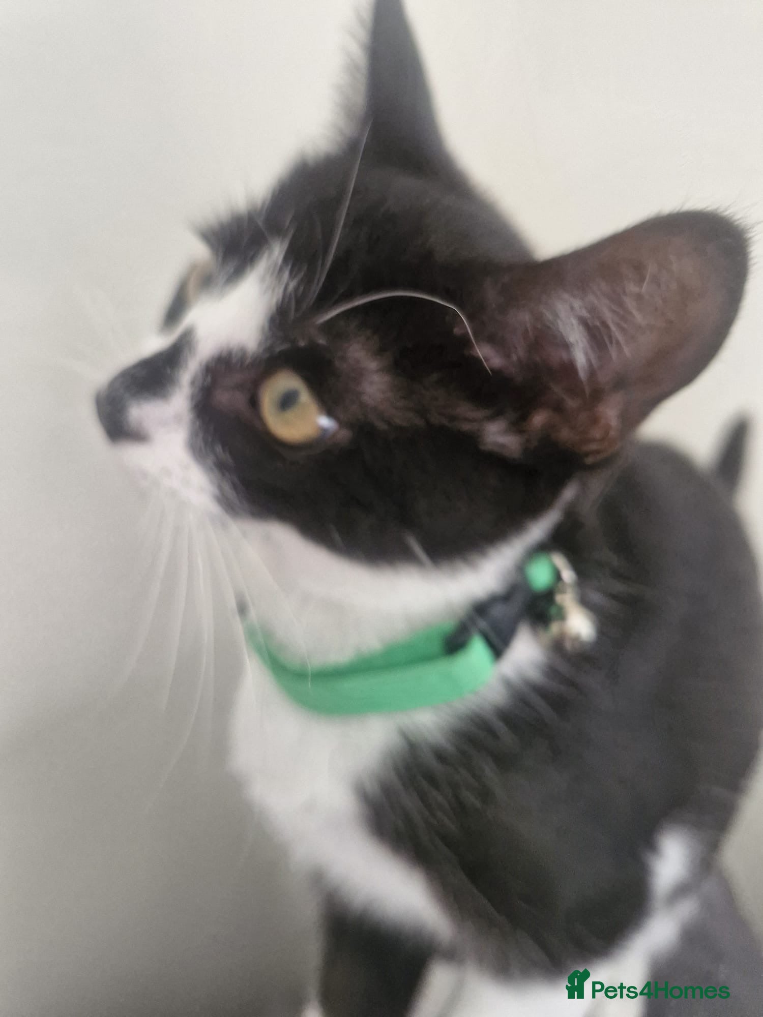 Mixed Breed cats Her name is Spinkles  - Advert 3