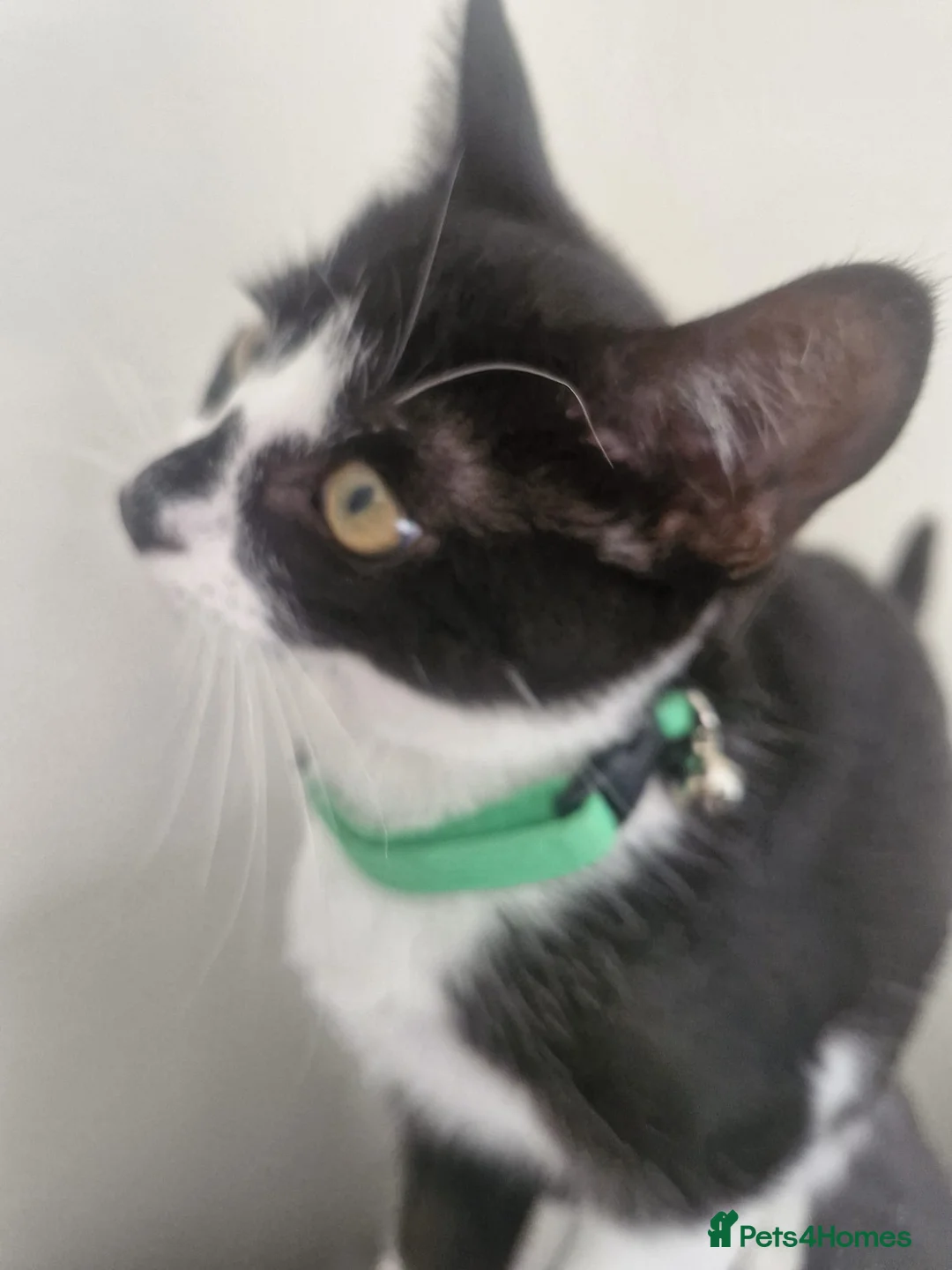 Mixed Breed cats for sale: Her name is Spinkles  - Advert 1