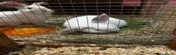 Mixed Breed rabbits for sale: Plush lops - Advert 1