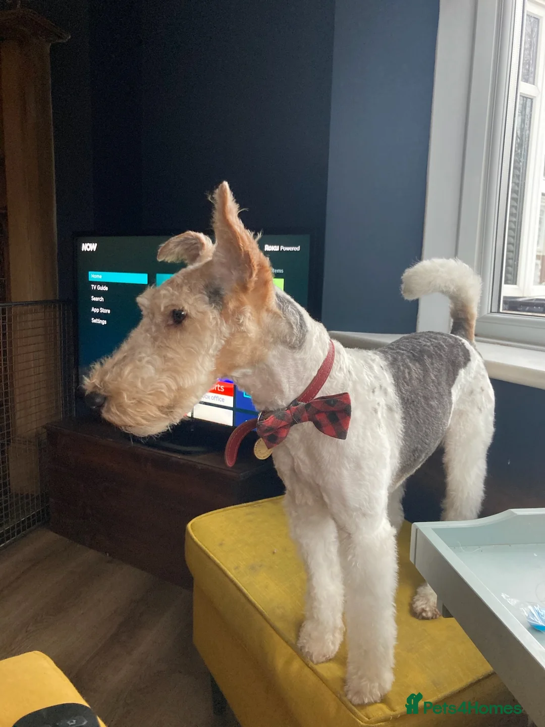Fox Terrier dogs for sale: 4yo CASTRATED Adult Male Fox Terrier  in Bishop Auckland - Advert 4