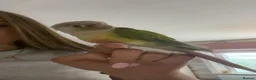 Conures birds for sale: Male Green Cheek Conure and Cockatiel  in Knutsford - Advert 2