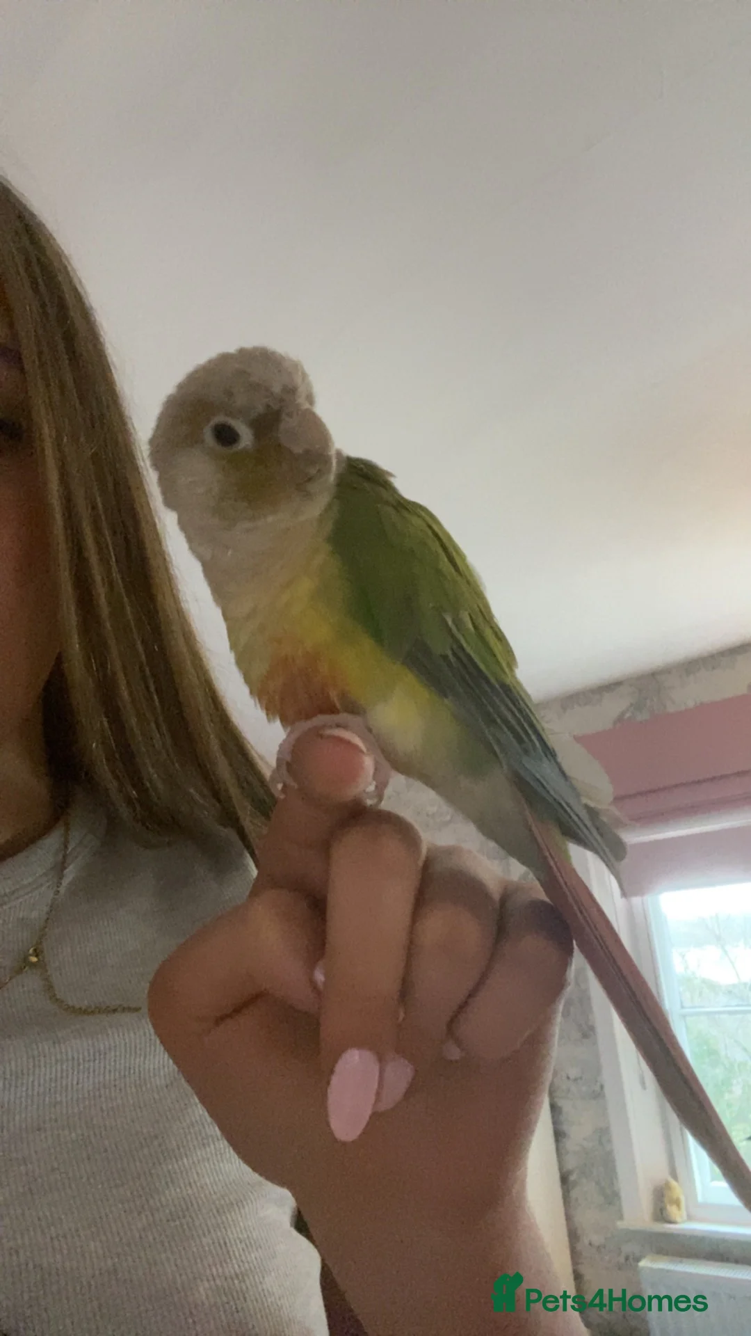 Conures birds for sale: Male Green Cheek Conure and Cockatiel  in Knutsford - Advert 2