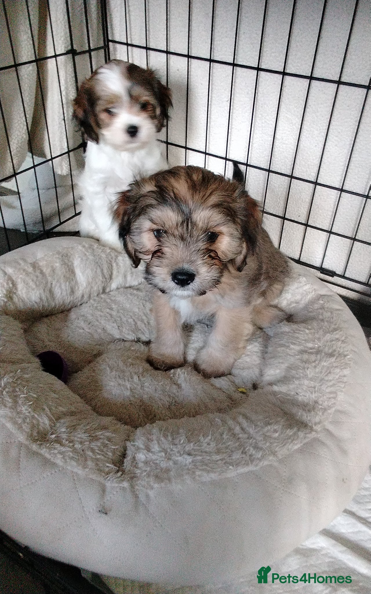 Cava Tzu dogs 6 beautiful baby's 1 brown boy left x - Advert 1