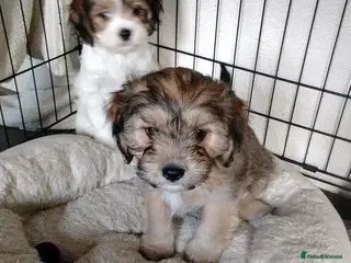 Cava Tzu dogs 6 beautiful baby's 1 brown boy left x - Advert 3