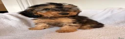 Cockapoo dogs for sale: LICENSED BREEDER HEALTH TESTED COCKAPOOS - Advert 5