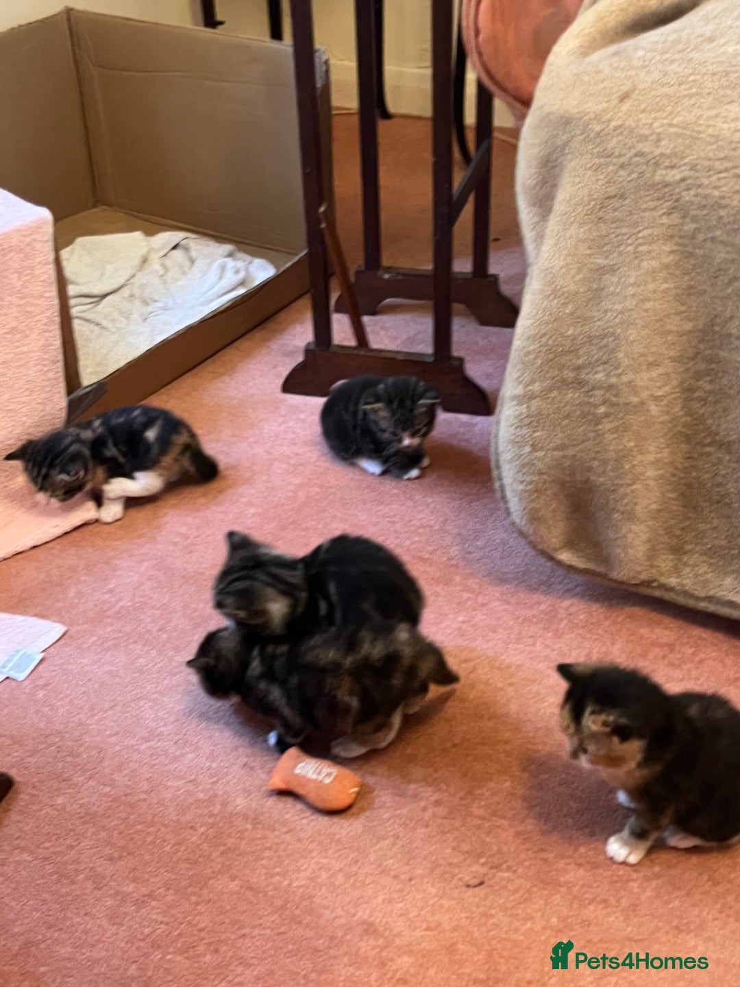 British Shorthair cats for sale: Kittens for sale - Image 1