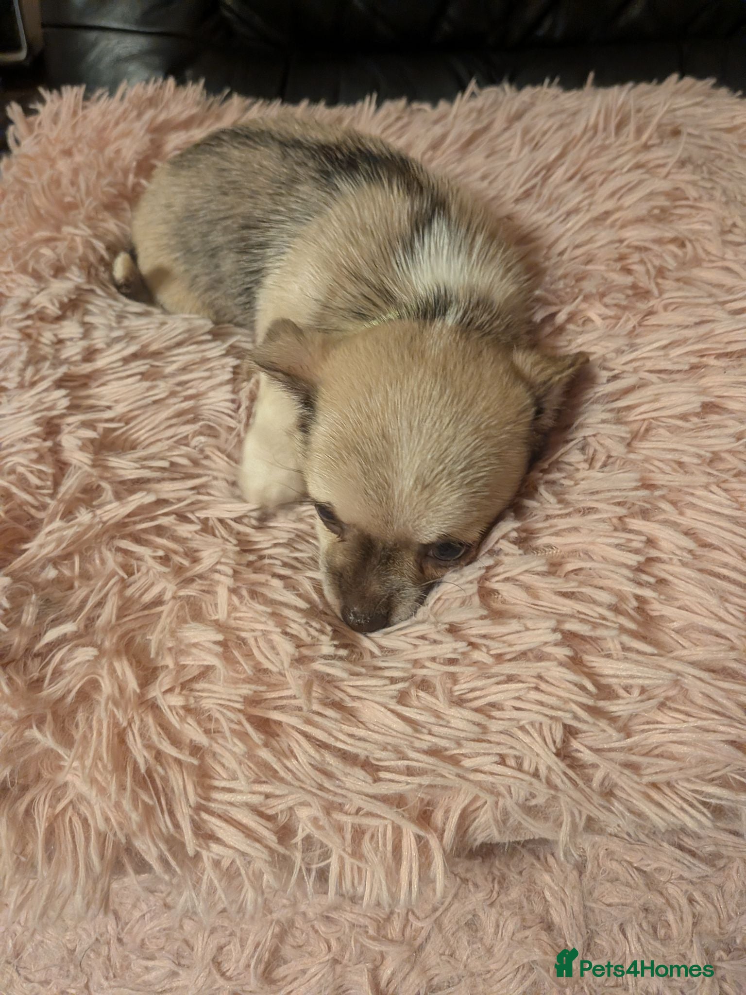 Chihuahua dogs Tiny Chihuahua for sale  - Advert 2