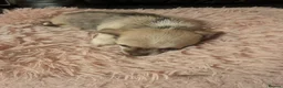 Chihuahua dogs for sale: Tiny Chihuahua for sale  - Advert 4