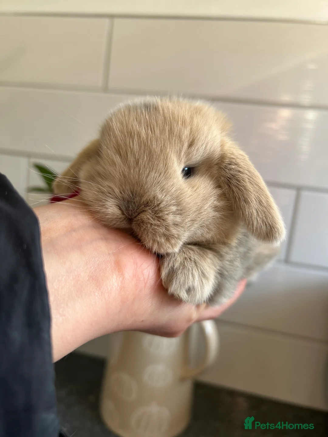 Mini Lop rabbits for sale: Two Mini Lop Boys - Ready 1st April - Advert 13