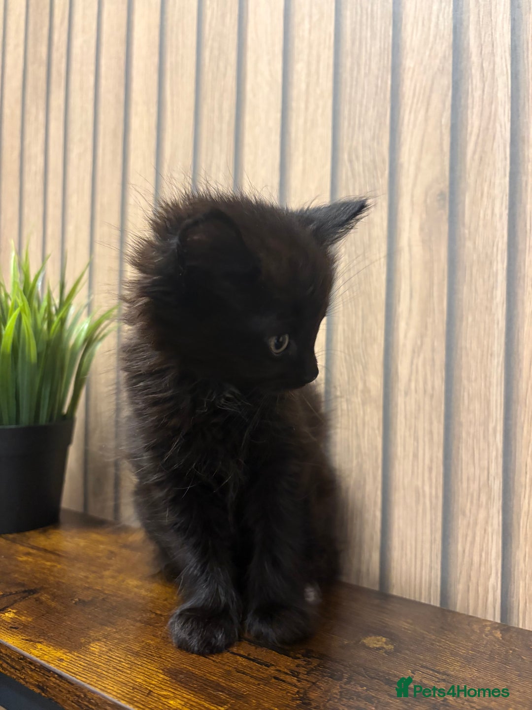 Mixed Breed cats for sale: Female British Longhair x Maine Coon Kitten - Advert 2