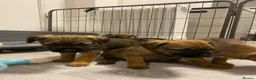 Border Terrier dogs for sale: ⭐️BORDER TERRIERS, KC REGISTERED  - Advert 9