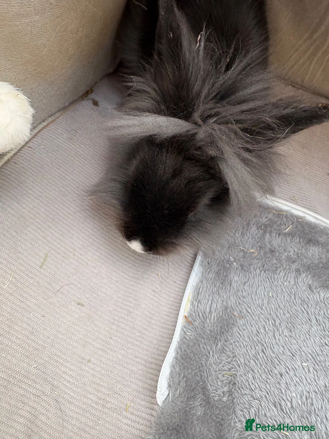 Lionhead rabbits for sale: Fab Young Lionhead Rabbit – Comes with full setup - Advert 6