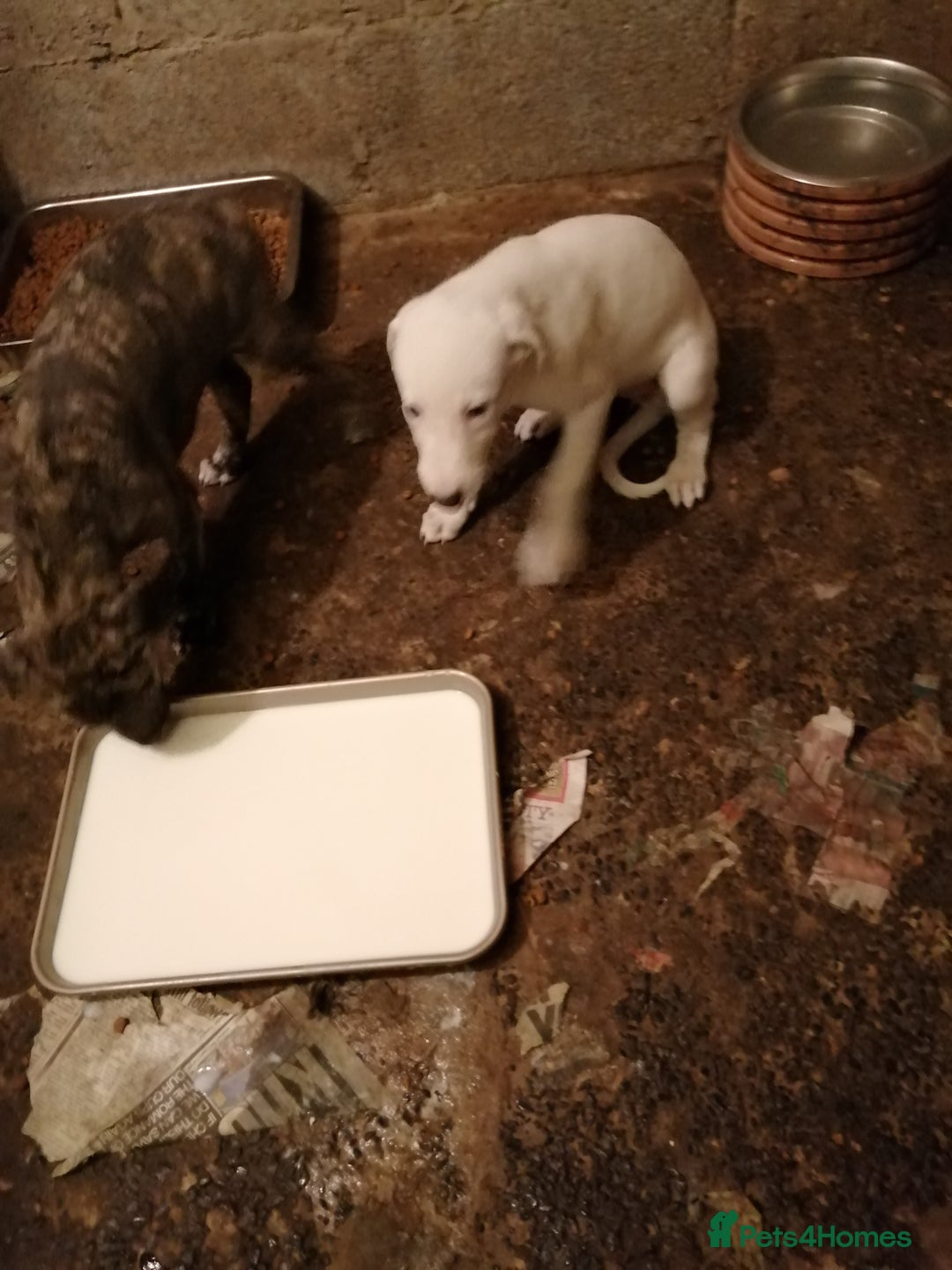 Mixed Breed dogs for sale: Lurcher. Pups - Image 8