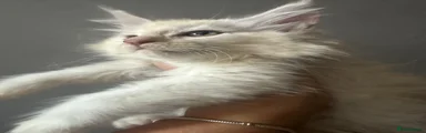 Maine Coon 3
