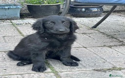 Flat coated Retriever dogs for sale: Black Flatcoat retriever puppies for sale  - Image 2