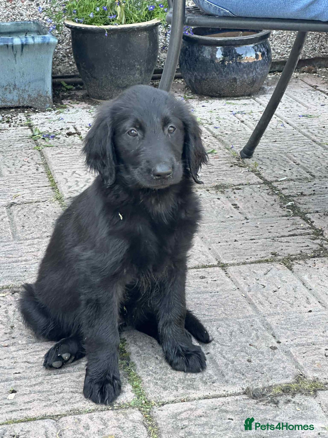 Flat coated Retriever dogs for sale: Black Flatcoat retriever puppies for sale  - Image 2