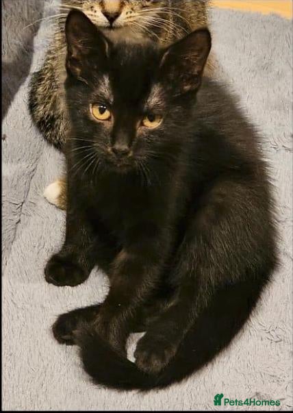Mixed Breed cats Sparkly the girl is looking for a home - Advert 3