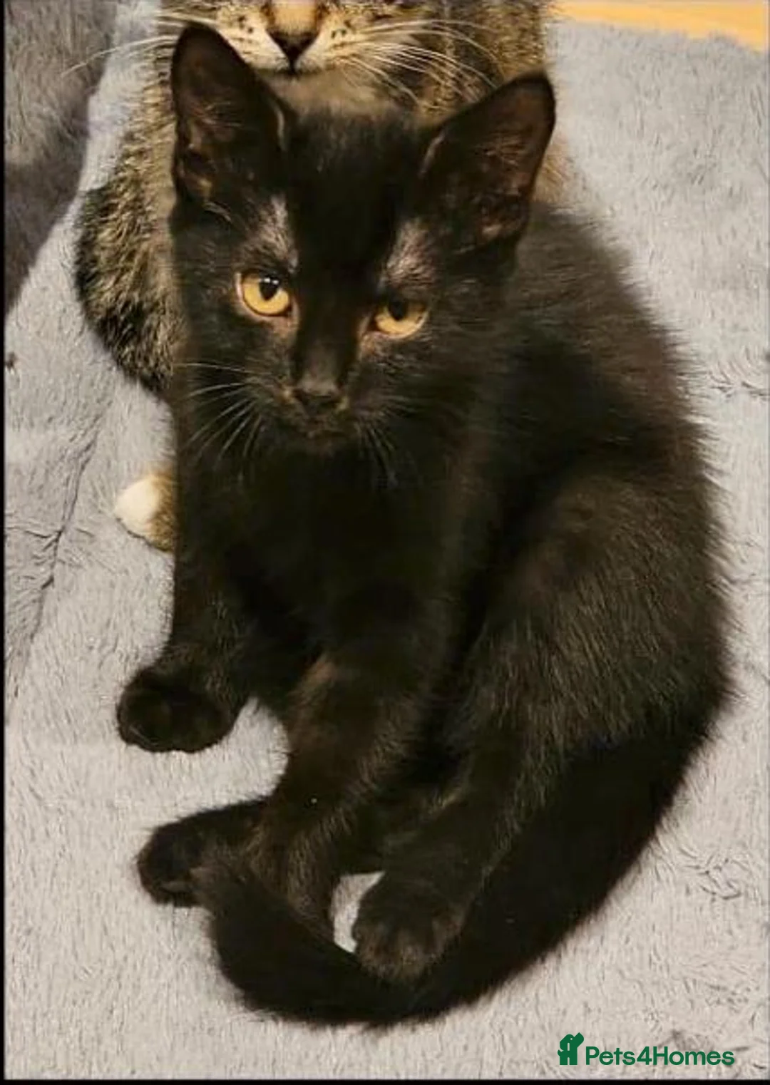 Mixed Breed cats for adoption: Sparkly the girl is looking for a home in Hook - Advert 1