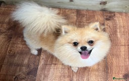 Pomeranian dogs for sale: Adorable Pom puppies 💙❤️ - Image 20