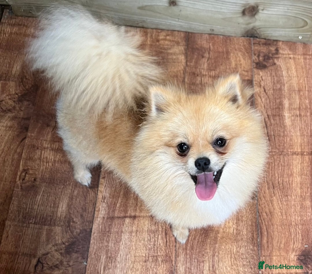 Pomeranian dogs for sale: Adorable Pom puppies 💙❤️ - Image 20