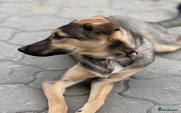 Mixed Breed dogs for adoption: MOCHI – a Superb young Girl for a Loving Home - Advert 22