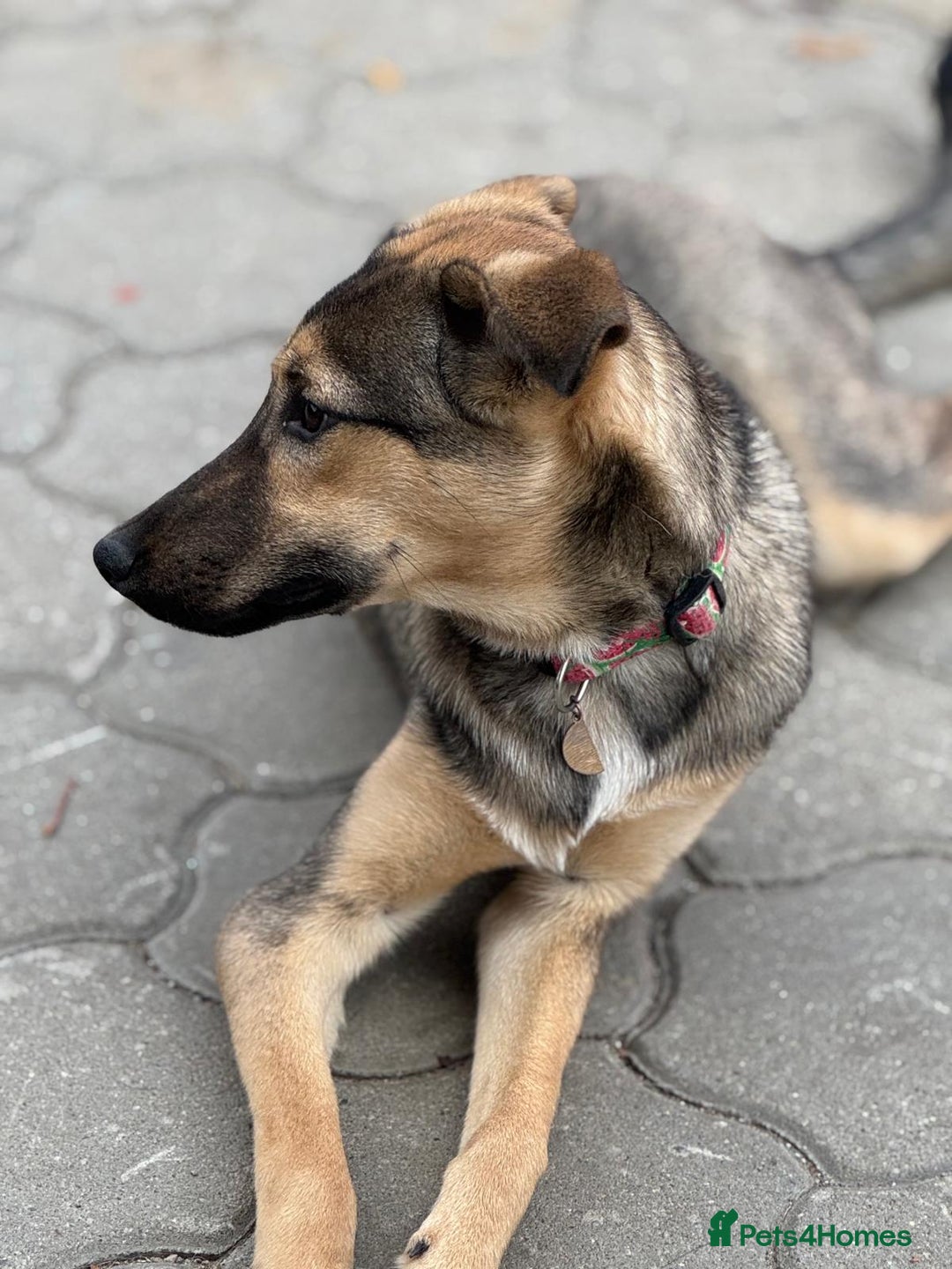 Mixed Breed dogs for adoption: MOCHI – a Superb young Girl for a Loving Home - Advert 22