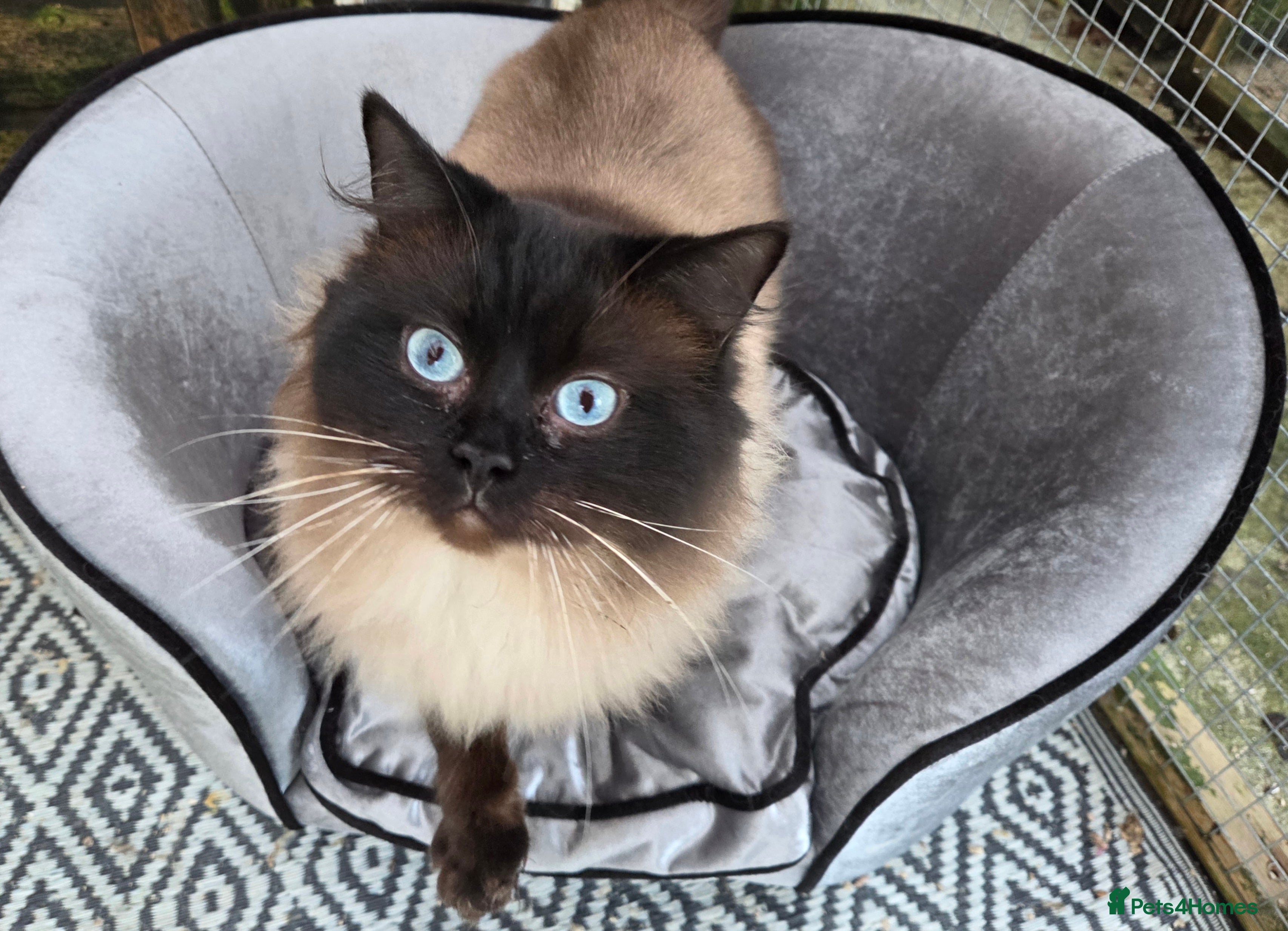 Ragdoll cats 3 Beautiful Gentle Ragdoll Studs in Bodmin - Advert 3