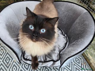 Ragdoll cats 3 Beautiful Gentle Ragdoll Studs in Bodmin - Advert 17