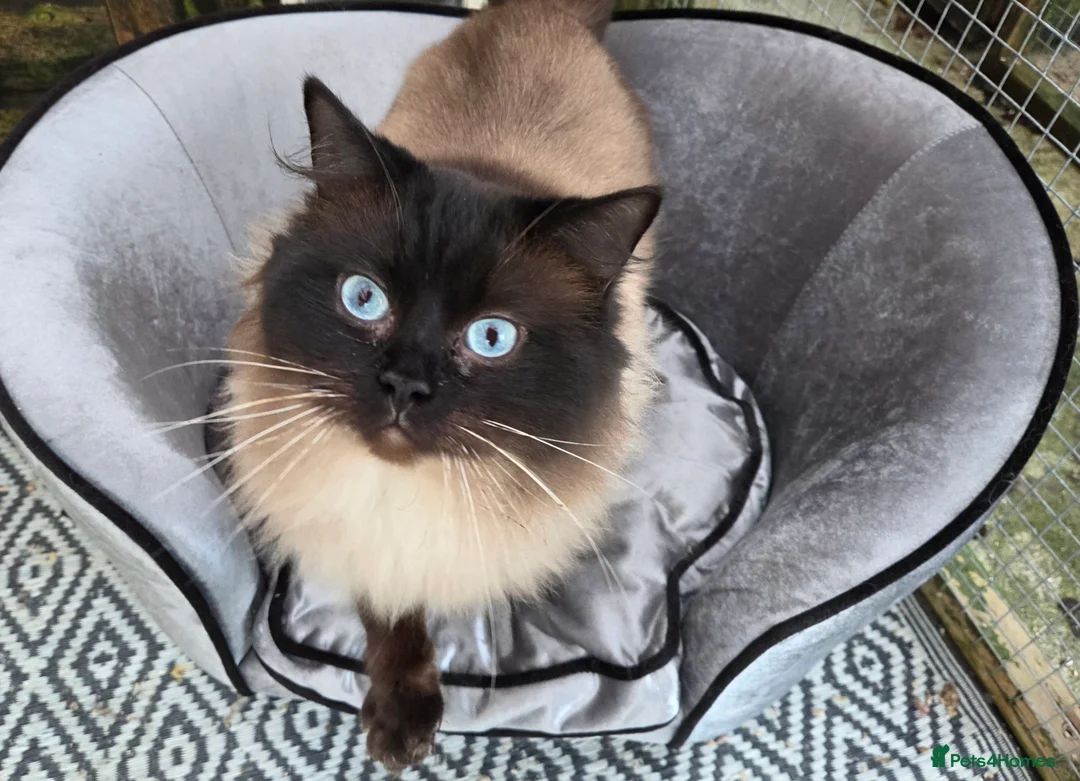 Ragdoll cats for stud: 3 Beautiful Gentle Ragdoll Studs in Bodmin - Advert 1