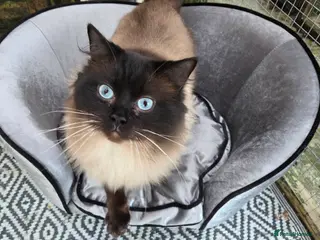 Ragdoll cats 3 Beautiful Gentle Ragdoll Studs in Bodmin - Advert 2