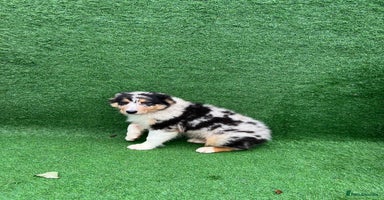 Australian Shepherd dogs Australia shepherd Kc puppies TWO LEFT  - Advert 13