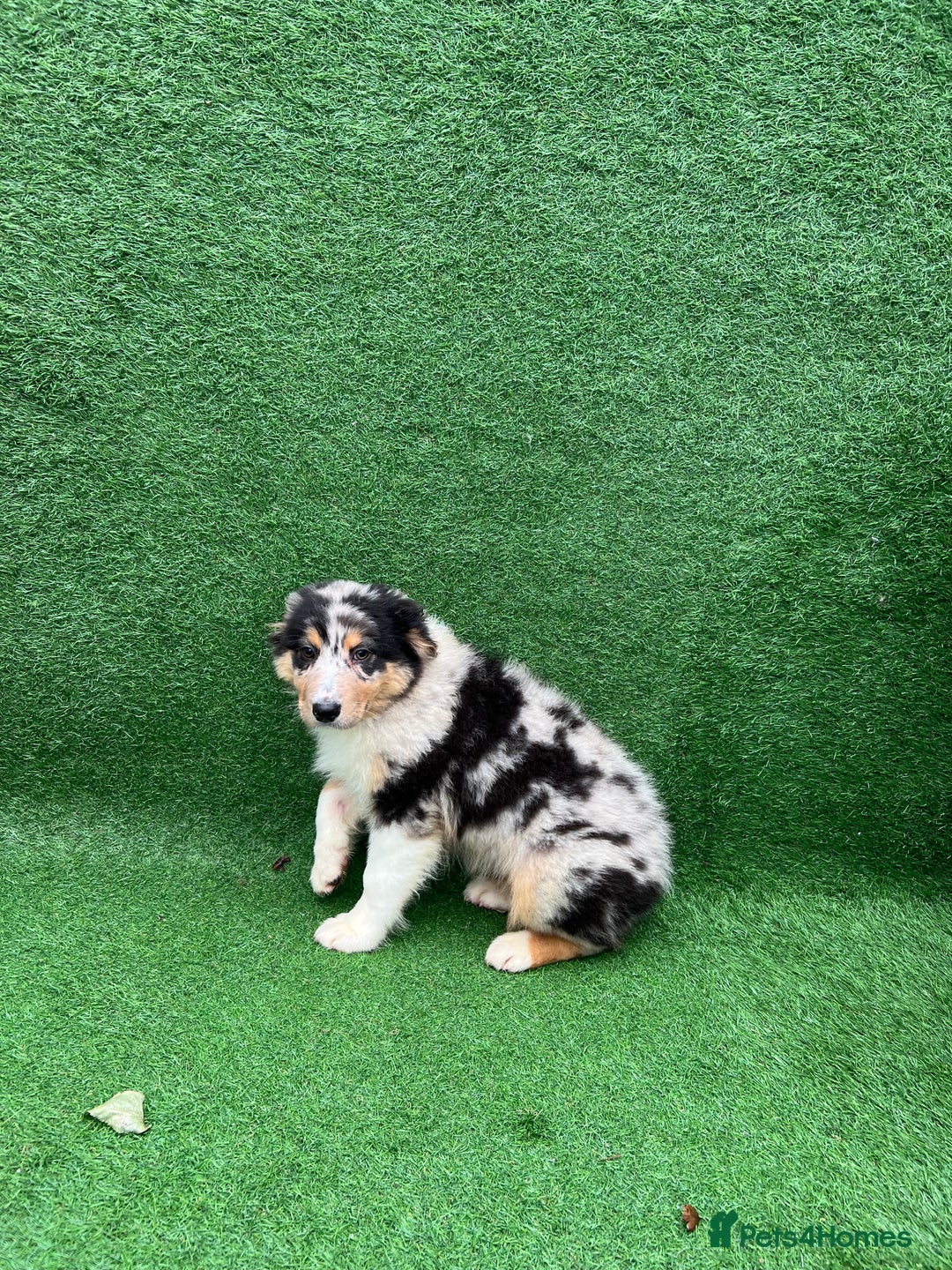 Australian Shepherd dogs for sale: Australia shepherd Kc puppies ONE LEFT  - Advert 3