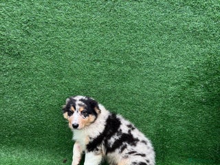 Australian Shepherd dogs Australia shepherd Kc puppies ONE LEFT - Advert 12