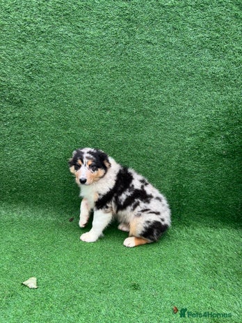 Australian Shepherd dogs Australia shepherd Kc puppies ONE LEFT - Advert 1