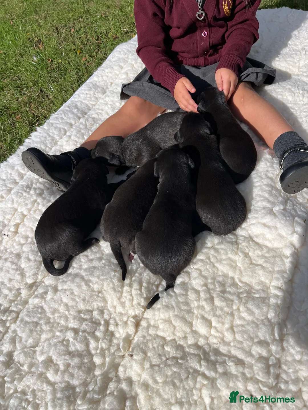 Bedlington Terrier dogs for sale: Beddlington x whippet pups  in Wedmore - Advert 8